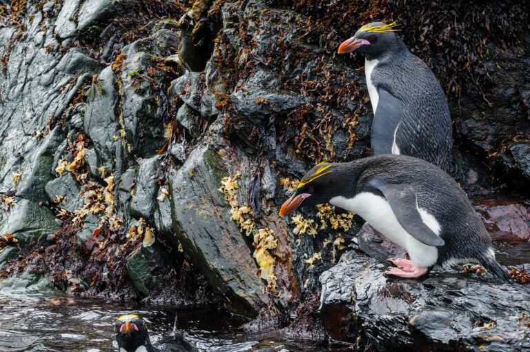 Three macaroni penguins, two on rock and one in water.