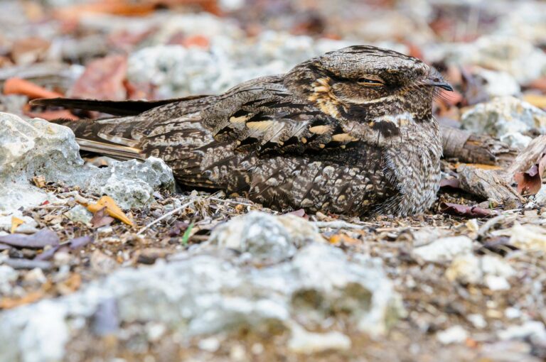 A madagascar nightjar resting on the ground