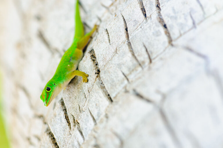 Een gekko zit op de stam van een palm boom