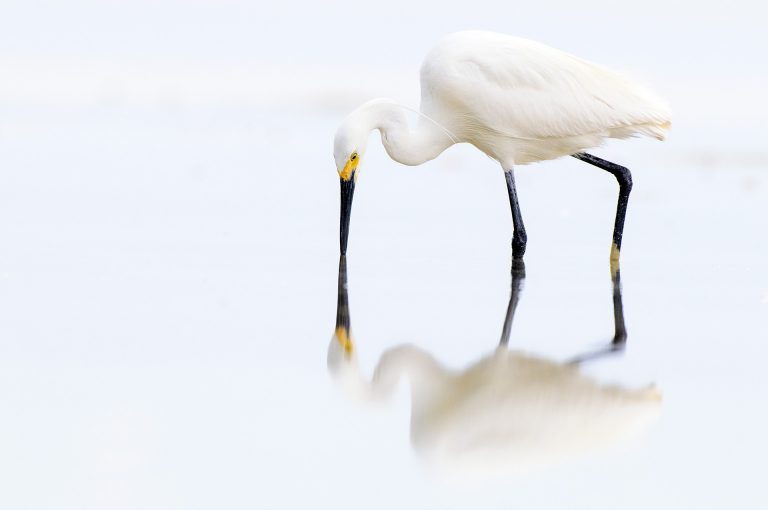 Madagaskarzilverreiger