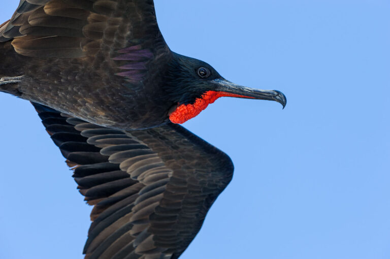 Magnificent fregatebird