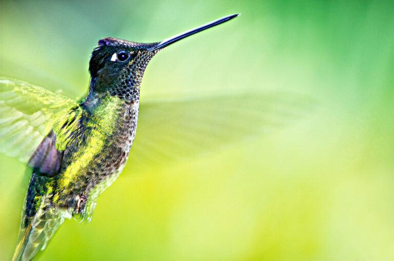 Flying hummingbird