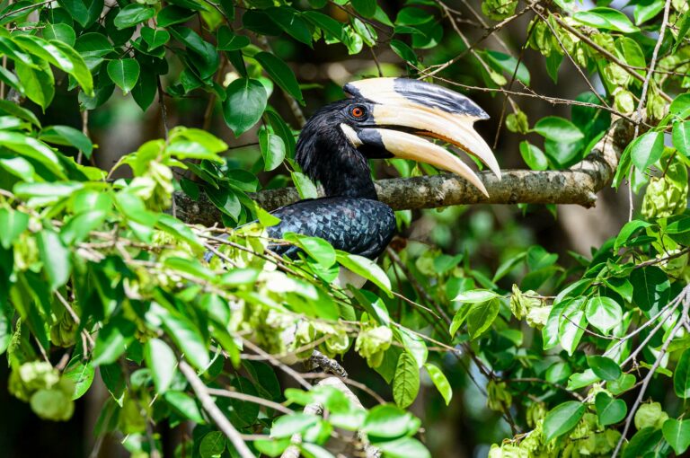 Malabar pied hornbill in a tree