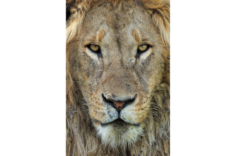 Portrait of a male lion up close