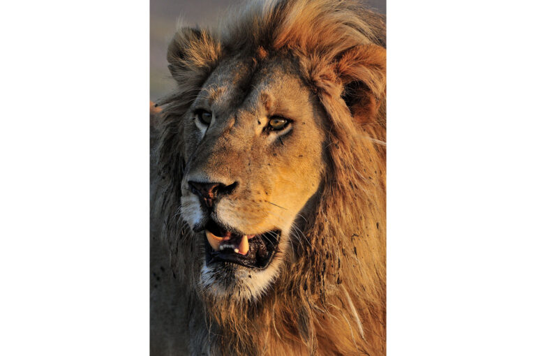 Close up portrait of a male lion in warm light
