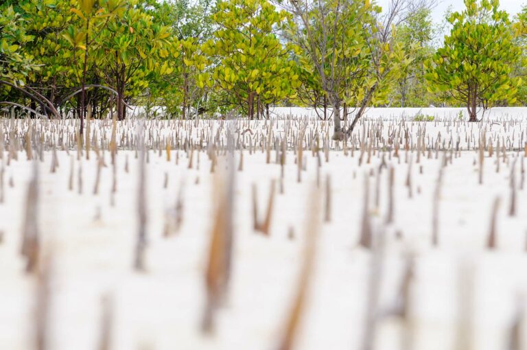 Aerial roots of mangrove