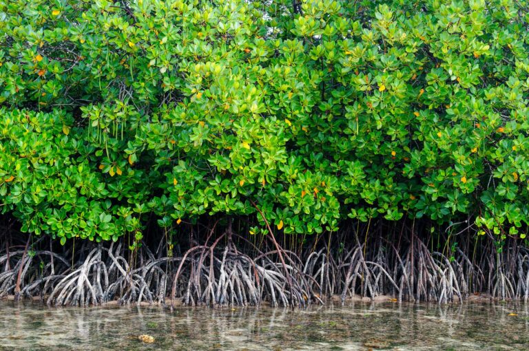 Mangrove met wortels zichtbaar