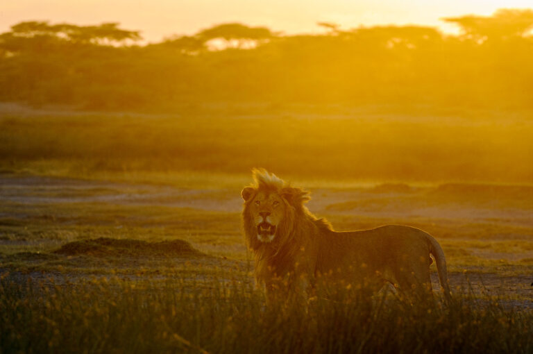 Mannetje leeuw met daarachter een stofwolk opgelicht door de zonsondergang.