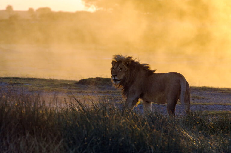 Mannetje leeuw met daarachter een stofwolk opgelicht door de zonsondergang.