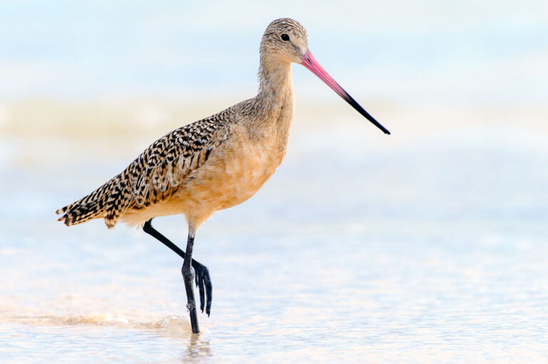 Marbled godwit