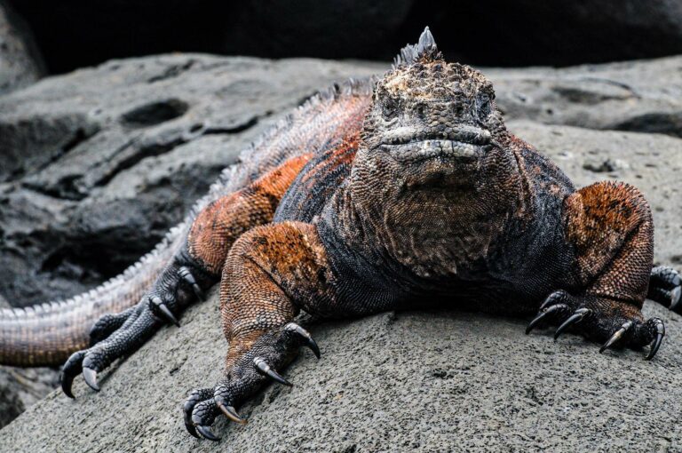 Male marine iguana portrait