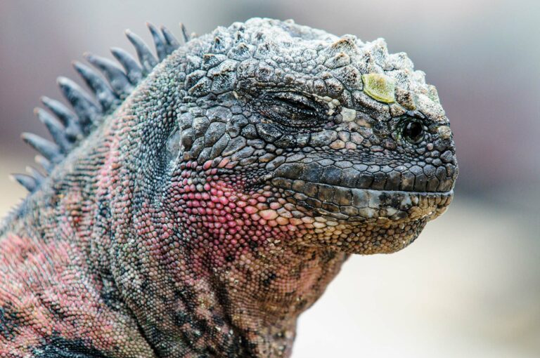 Headshot close up of marine iguana