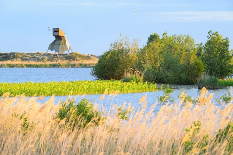 Bloeiende moerasandijvie en uitkijktoren Steltloper op Marker Wadden.