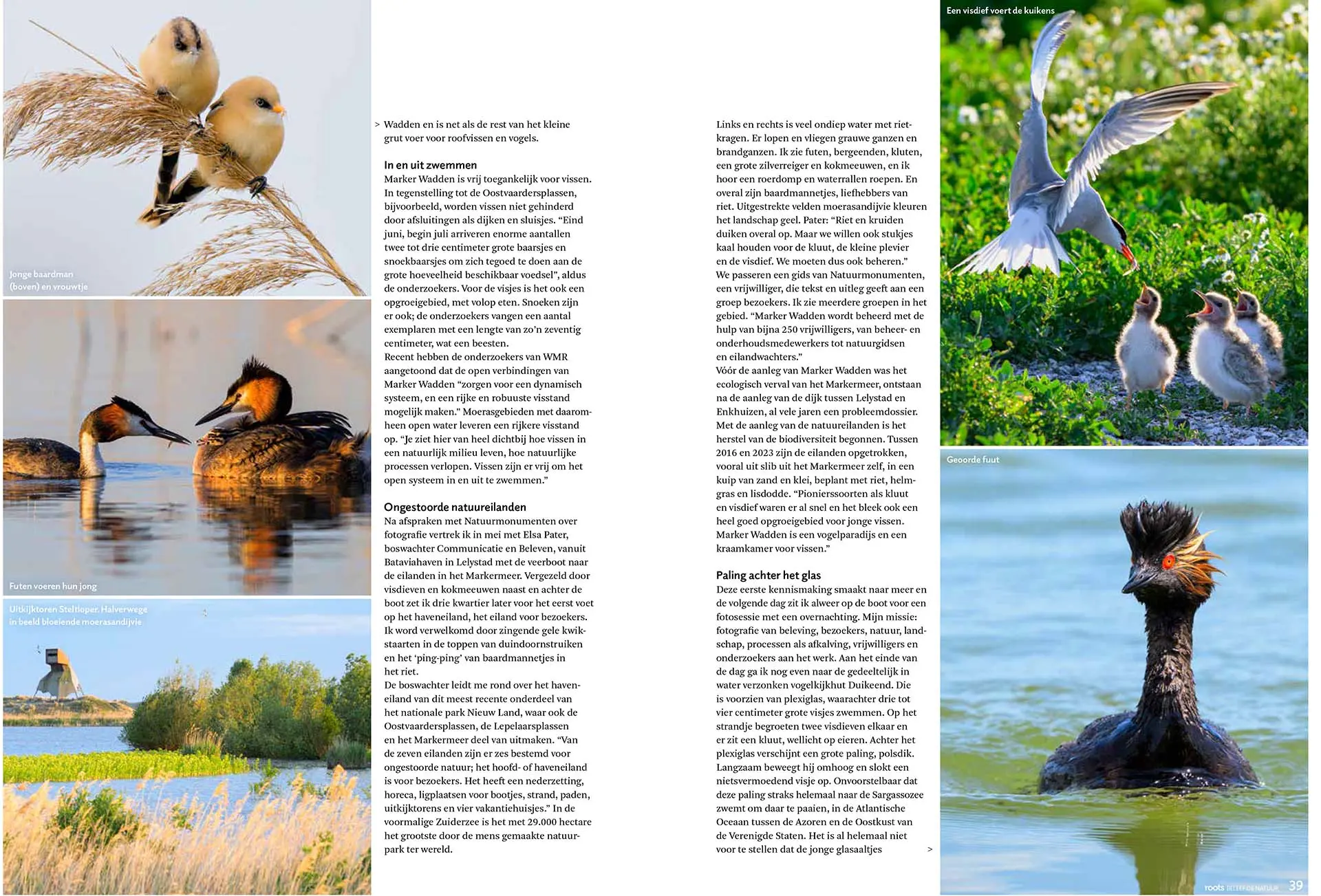 Marker Wadden, vogelparadijs en kraamkamer van vis, in Roots magazine. Tekst en fotografie: Martin van Lokven.