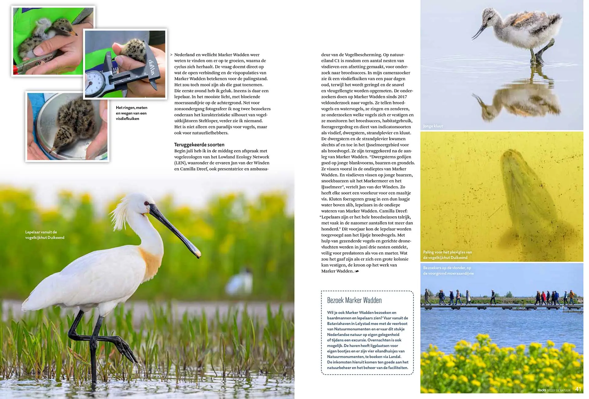 Marker Wadden, vogelparadijs en kraamkamer van vis, in Roots magazine. Tekst en fotografie: Martin van Lokven.
