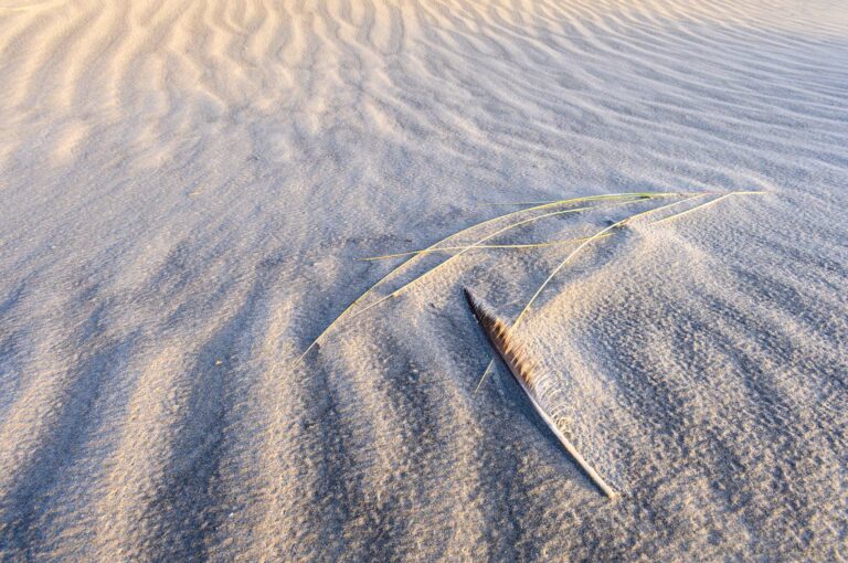 Sand patterns with marram grass and feather