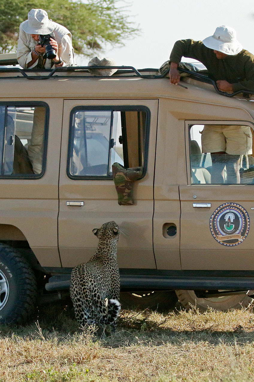 Een luipaard staat dichtbij een Toyota Land Cruiser met daarin Martin van Lokven en gids Salvatory.