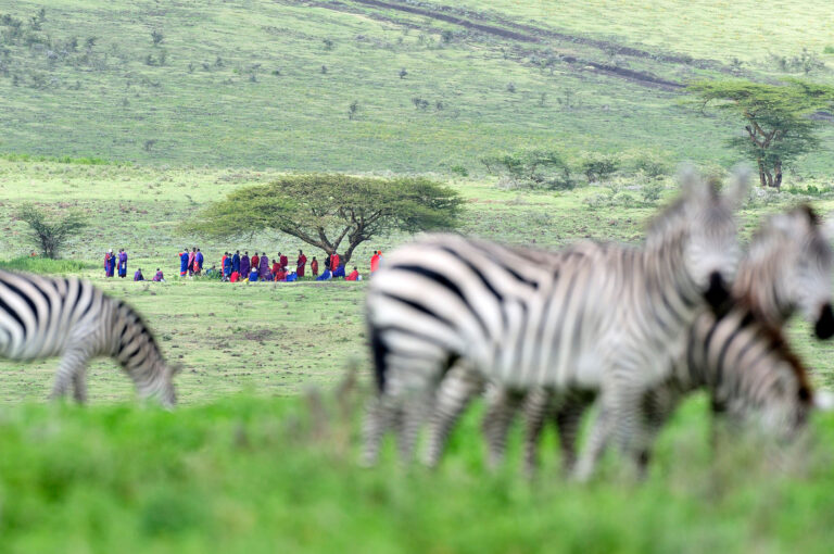 Groepje zebra's en in achtergrond Masaï