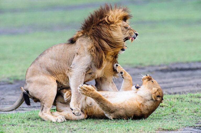 Mating lions, at the end