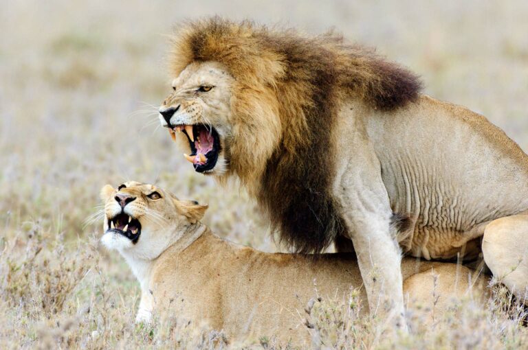 Mating male and female lion