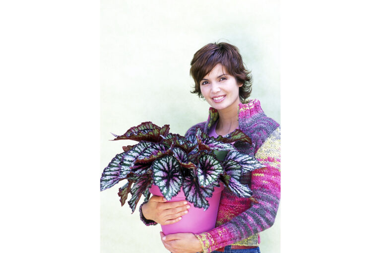 Model met plant, een bladbegonia