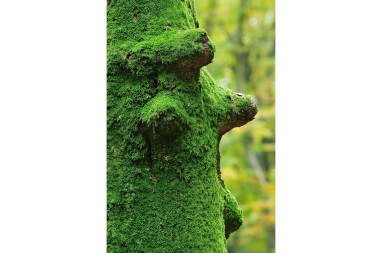 Mossen op een boom, structuur gelijkend op een teddybeer.