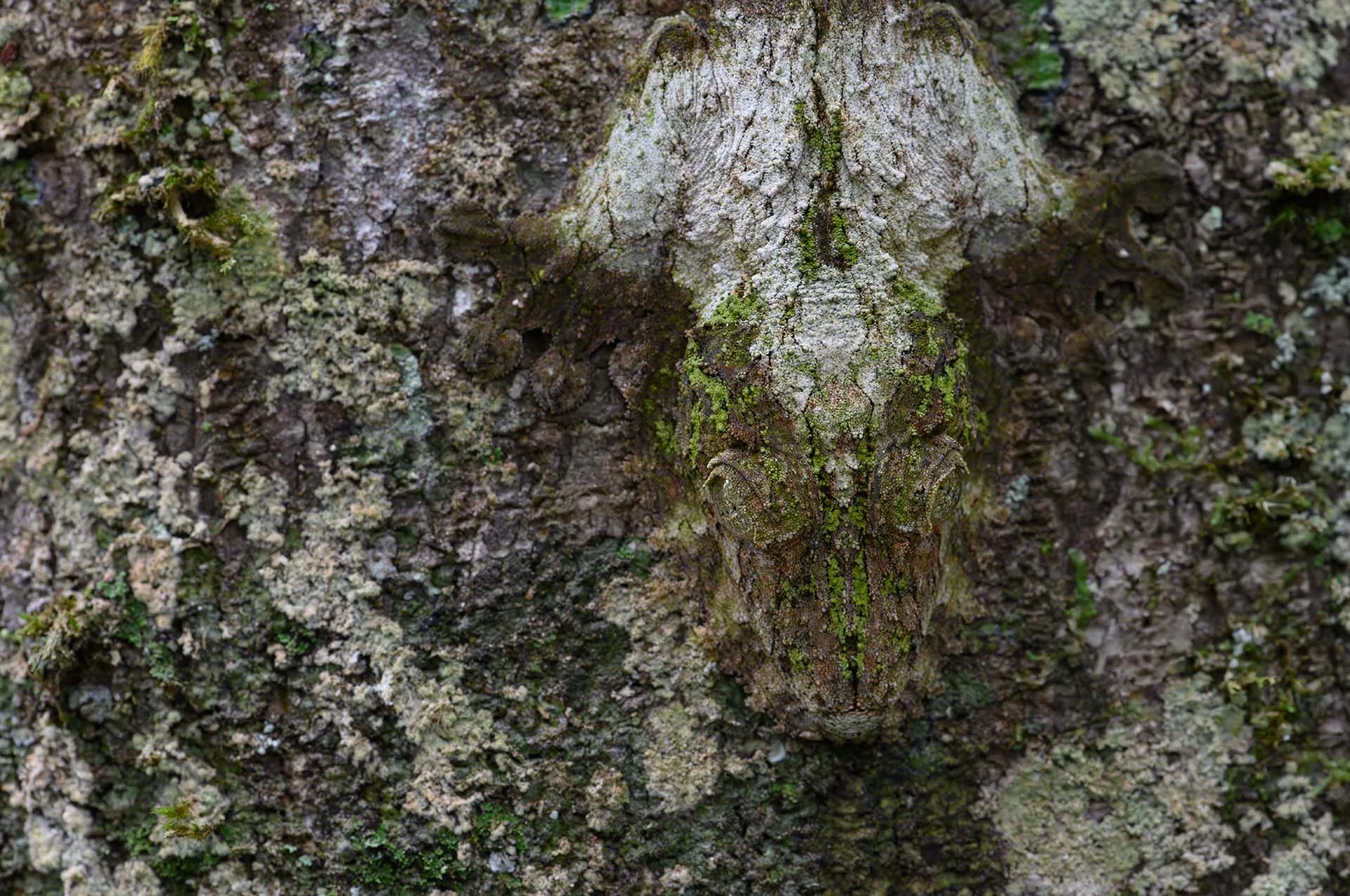 Mossy leaf-tailed gecko on tree.