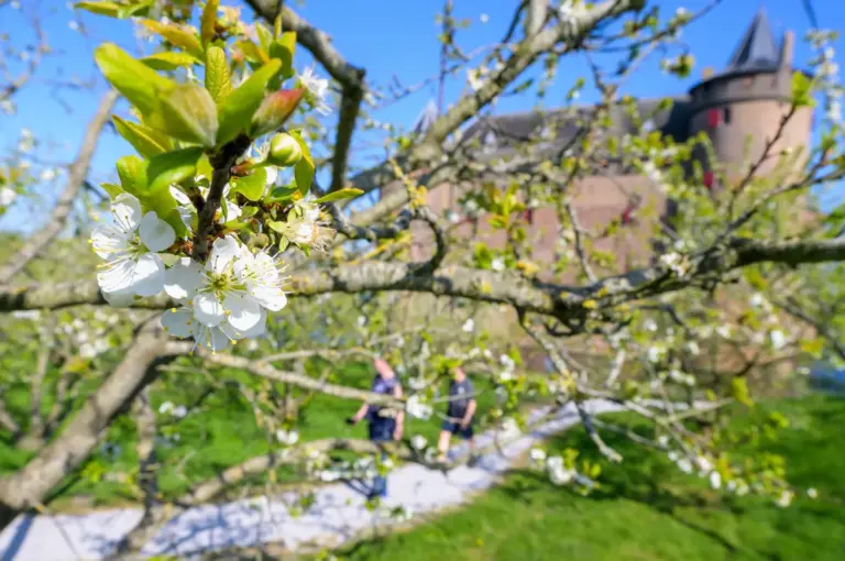 Blossom and visitors at Muiderslot