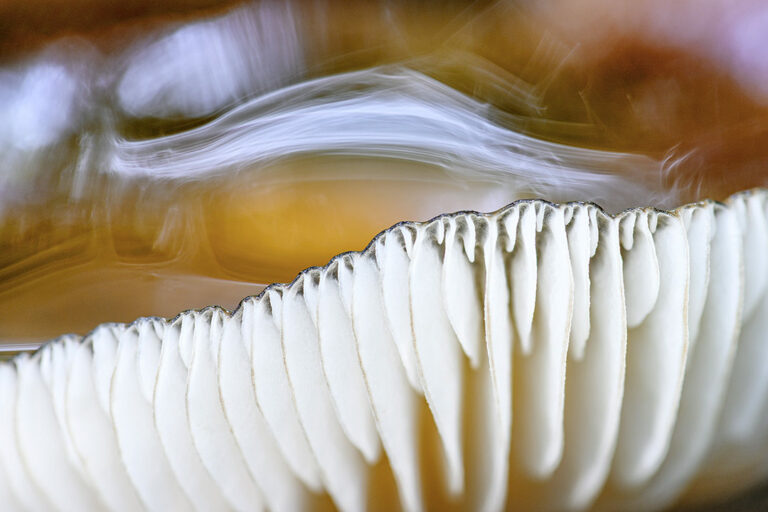 Mushroom abstract