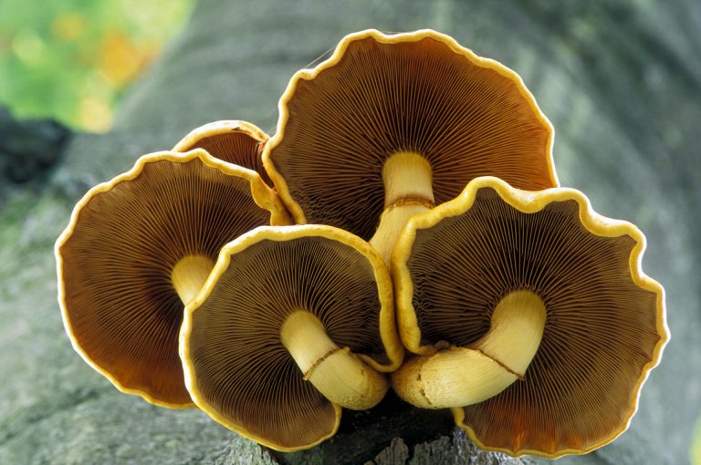 Mushroom at beech tree in Amelisweerd