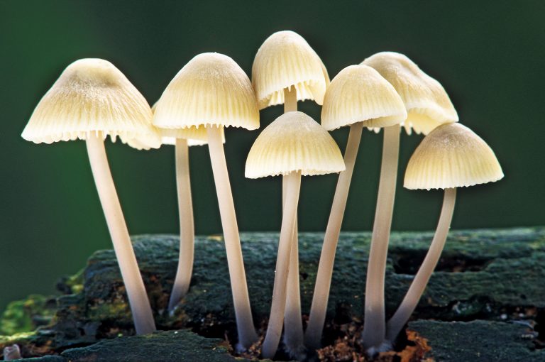 Mycena mushrooms