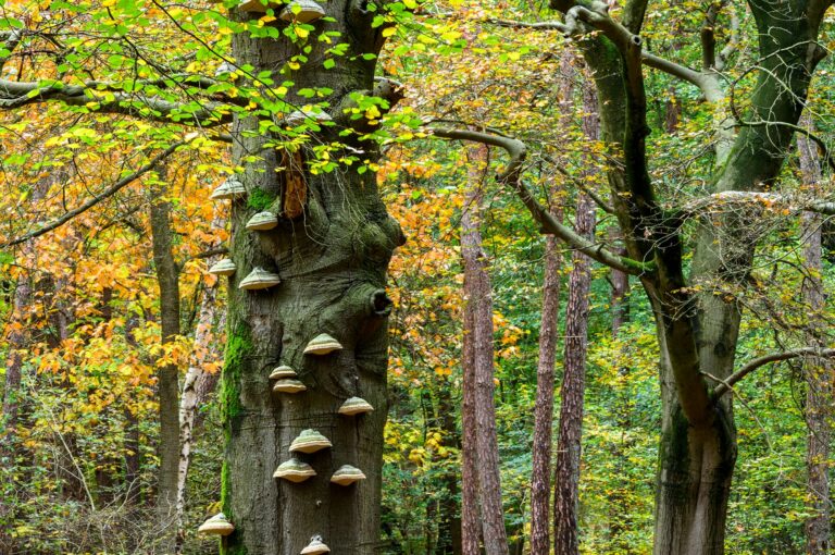 Mushrooms on tree