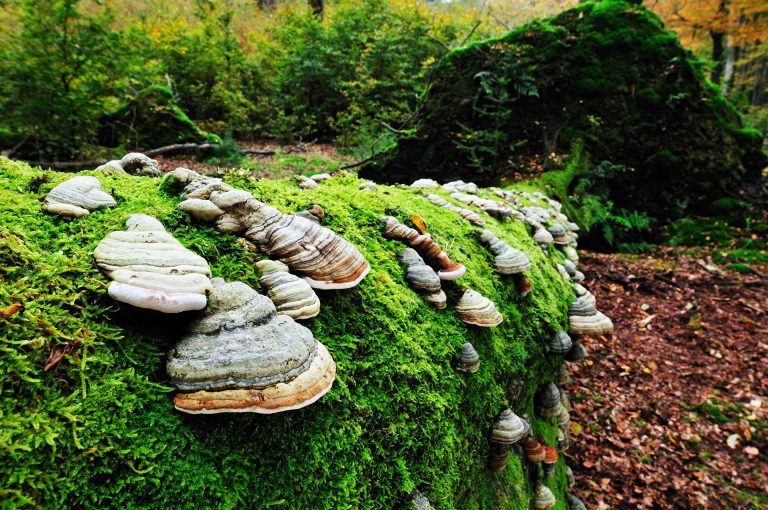 Mushrooms on tree in the Speulderbos