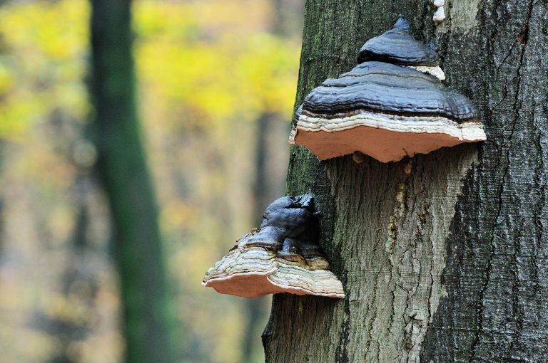 Mushrooms on tree in the forest Speulderbos.