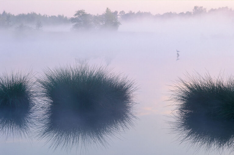 Morning fog above a fen with rush and gull