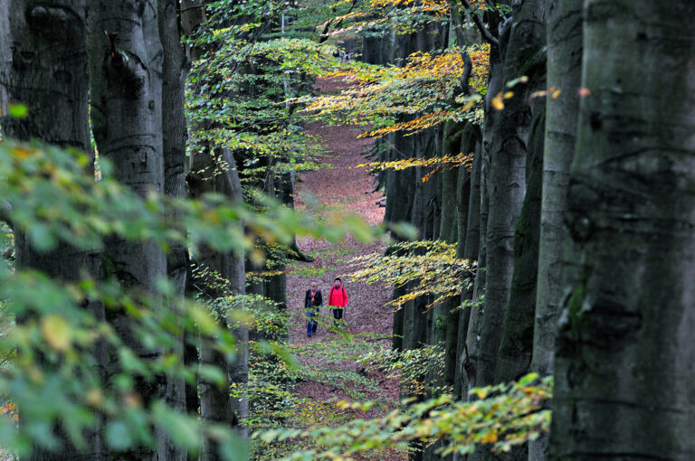 Wandelaars in beukenlaan