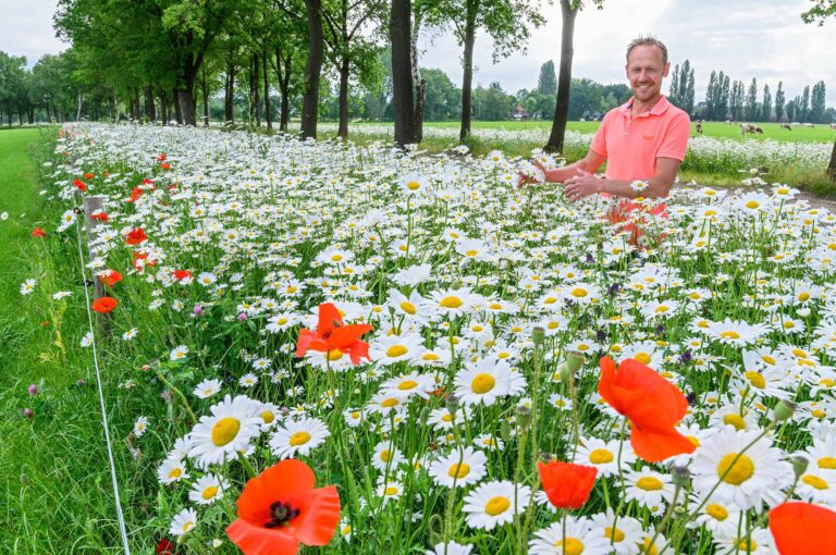 Farmer at his flower strip, on the edge of the meadow