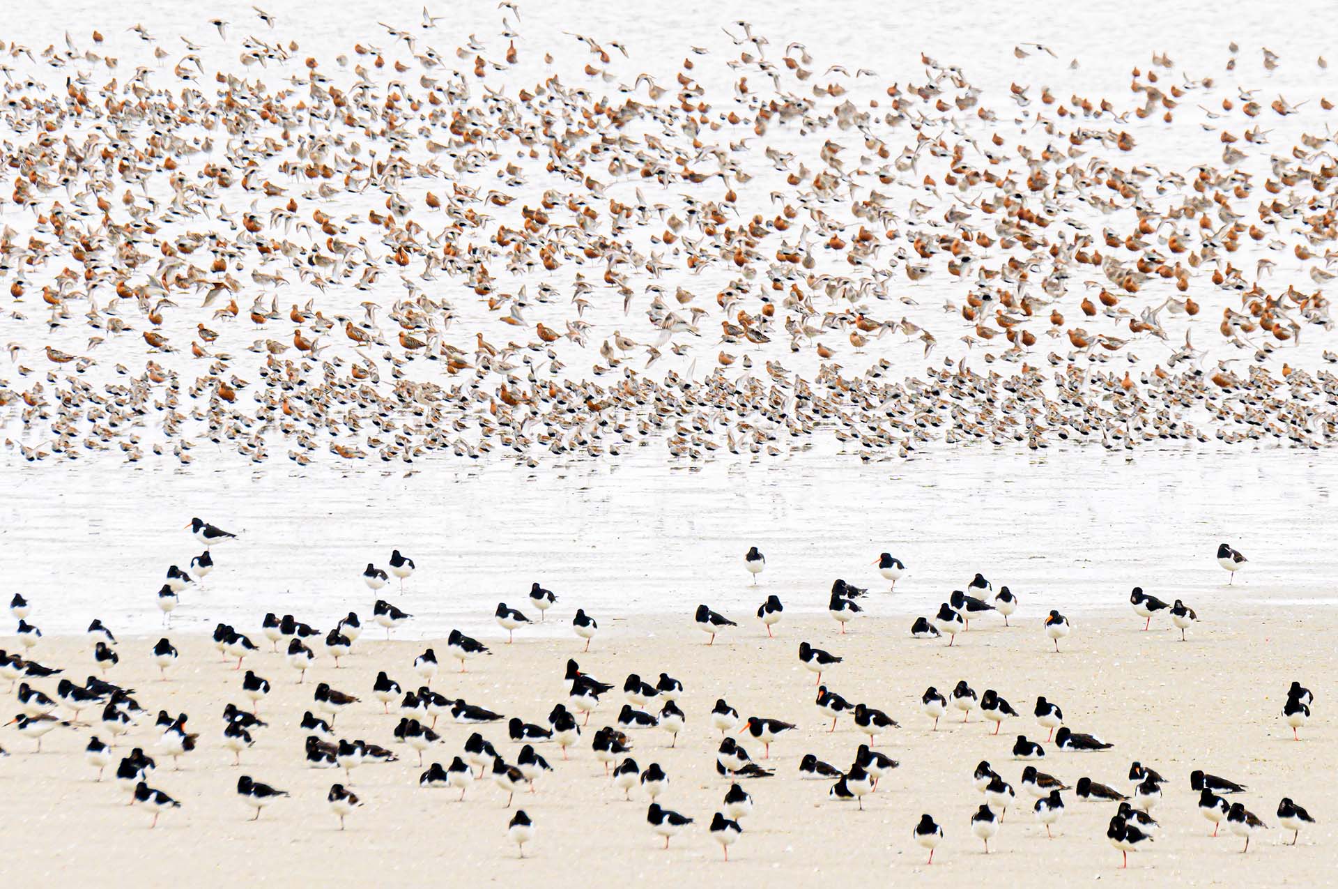 Shorebirds in the Wadden Sea