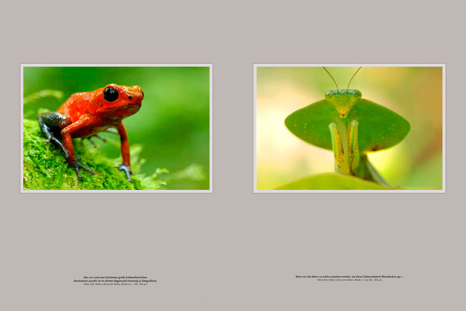 Ten pages of article about wildlife of Costa Rica in the German magazine NaturFoto.