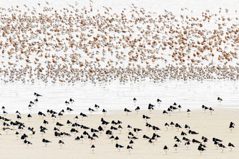 Waadvogels op zandbank en opvliegend