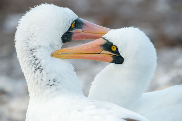 Nazca boobies grooming each other