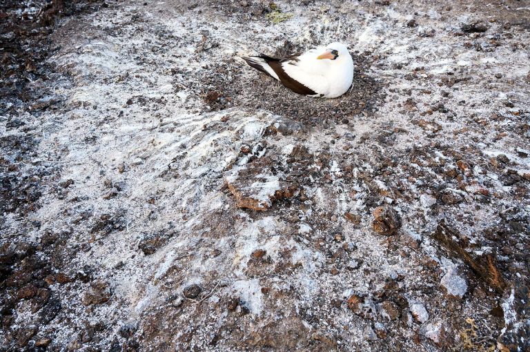 Nazcagent broedend op grond met vogelpoep rondom, Galápagos