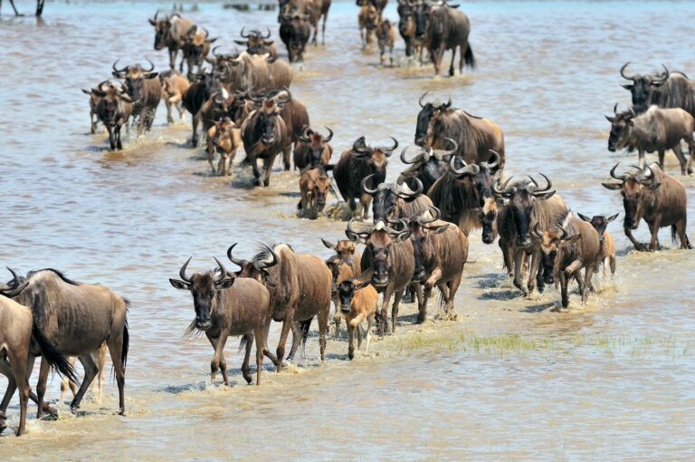 Wildebeest adult and young crossing water