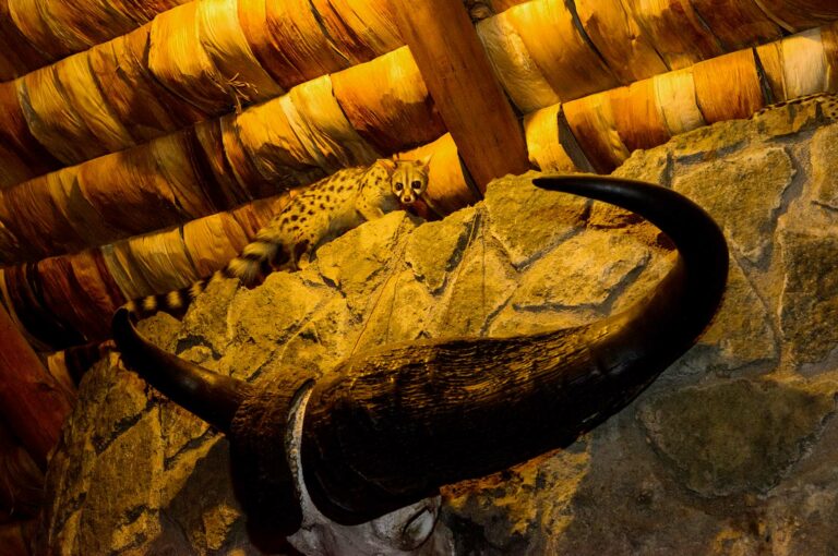 Genet and buffalo horns in lodge