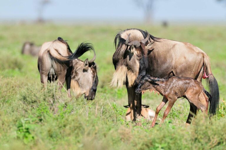 New born wildebeest calf and mother