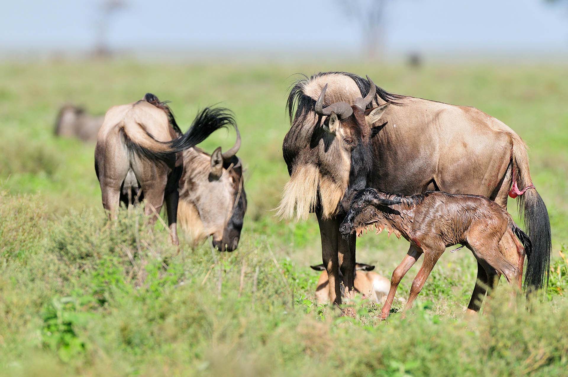 New born wildebeest calf