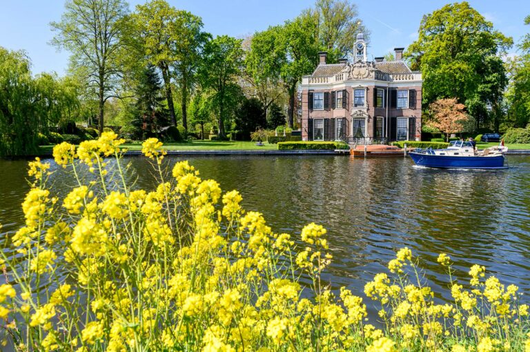 Gele bloemen aan de oever van de Vecht en buitenplaats Rupelmonde.