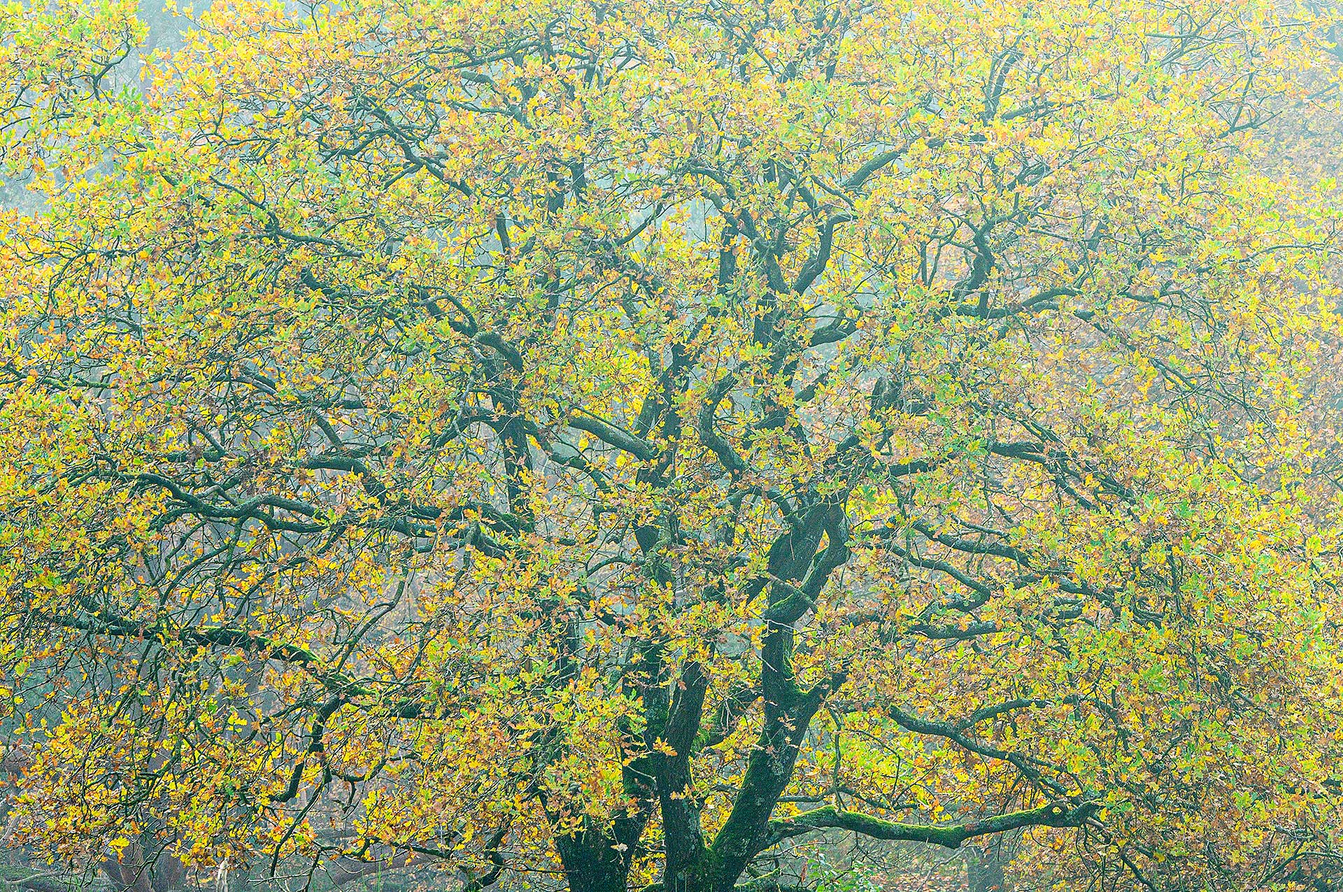 Oak in autumn colors