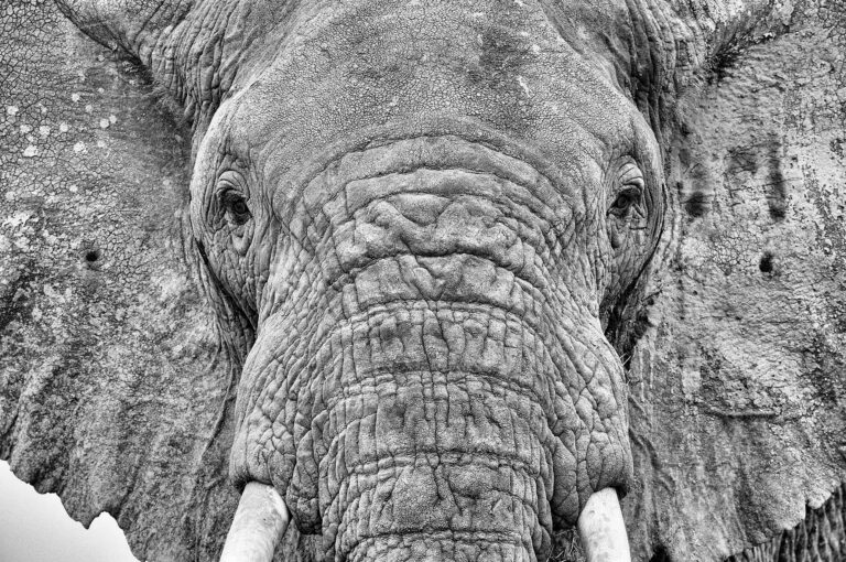 Zwart-wit portret van een olifant