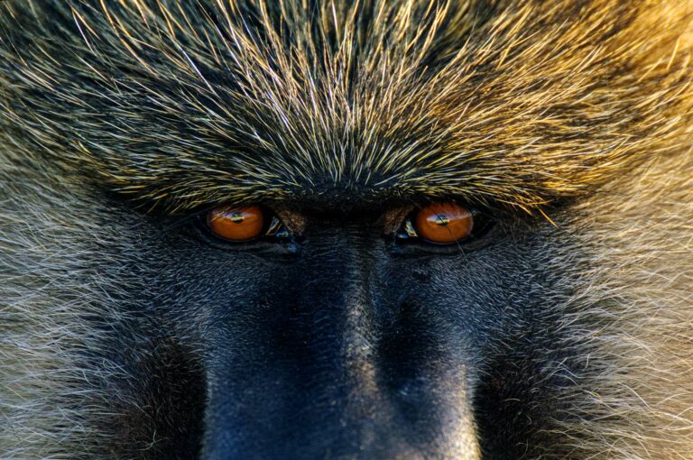 Close up portrait of a male olive baboon